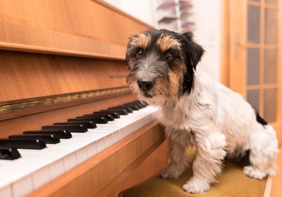 Pets and Piano Fun: 3 Ideas from Your Trusted California Piano Movers