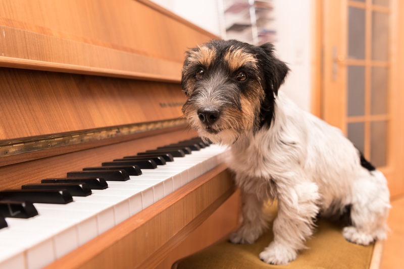 Your San Diego Piano Movers’ Guide To A Pet-Proof Piano